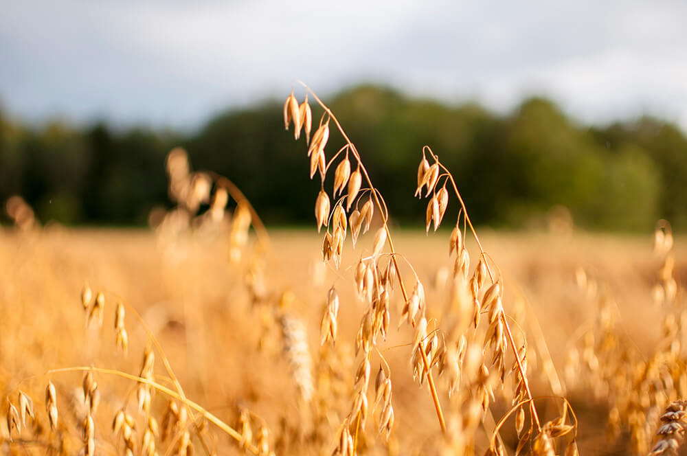 Los beneficios de la proteína de avena ecológica de un vistazo