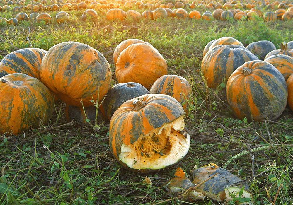 Los beneficios de la proteína de semilla de calabaza ecológica de un vistazo