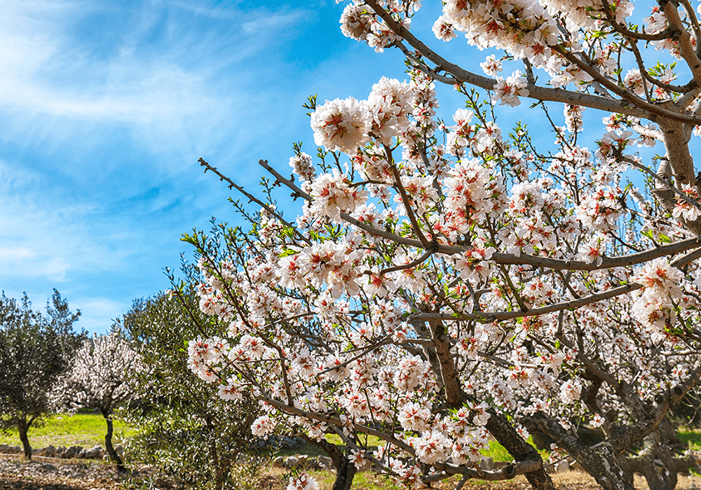 Los beneficios de la proteína de almendra ecológica de un vistazo