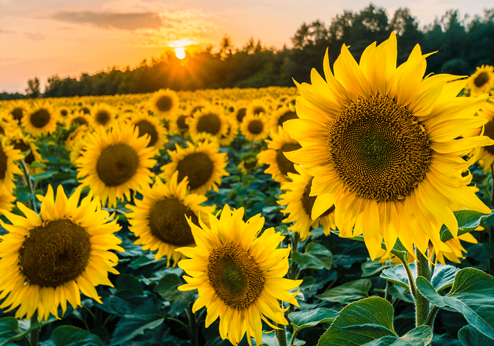 Los beneficios de la proteína de girasol ecológica de un vistazo