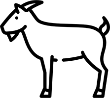 Leche de cabra alpina